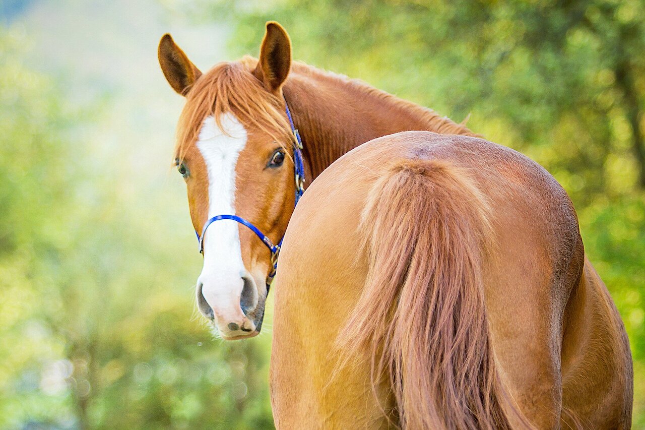 Free Fecal Water in Horses: Causes & Feeding Image 1