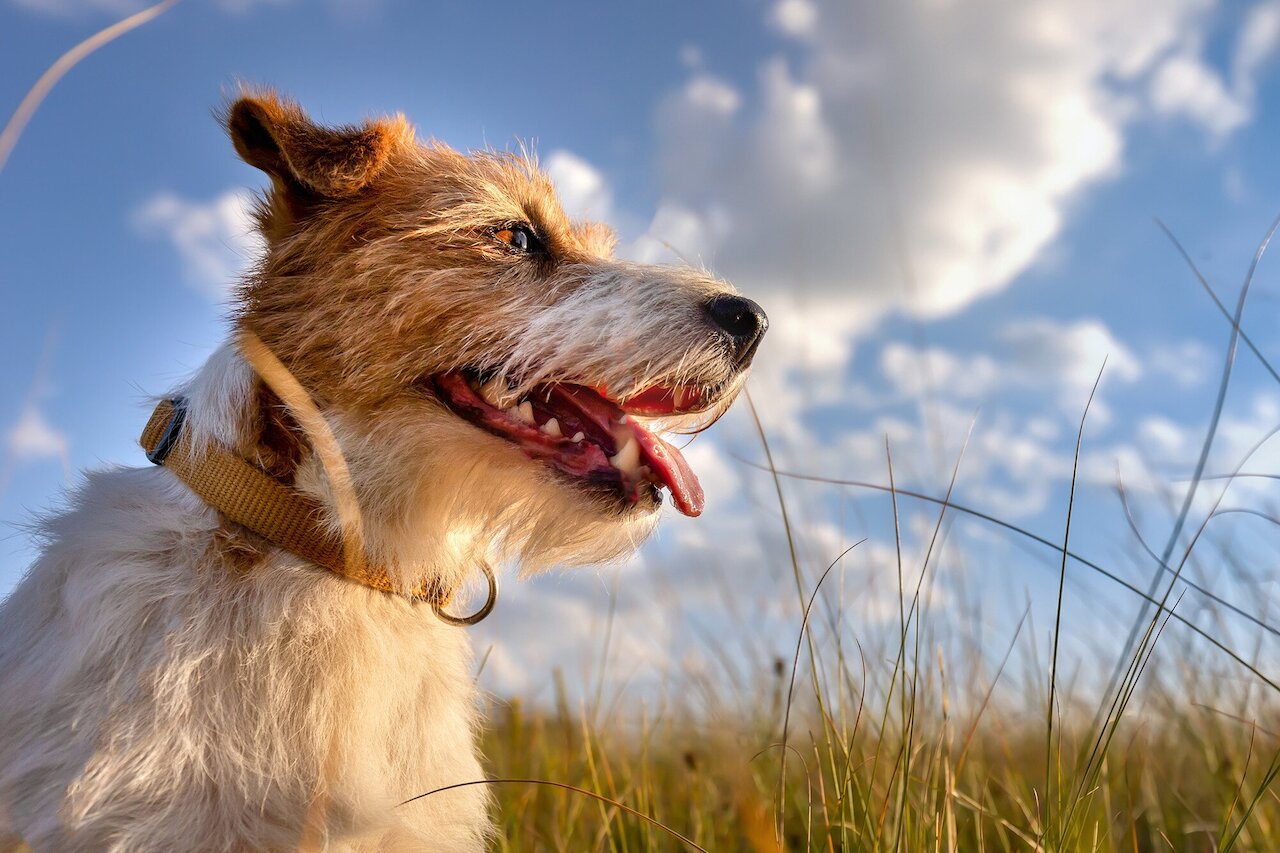 Diarrhea in Dogs: A light diet and restoring gut health Image 1