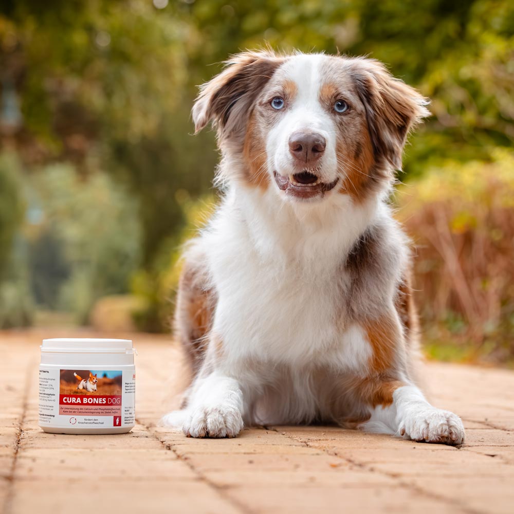 Cura Bones Dog Image 3