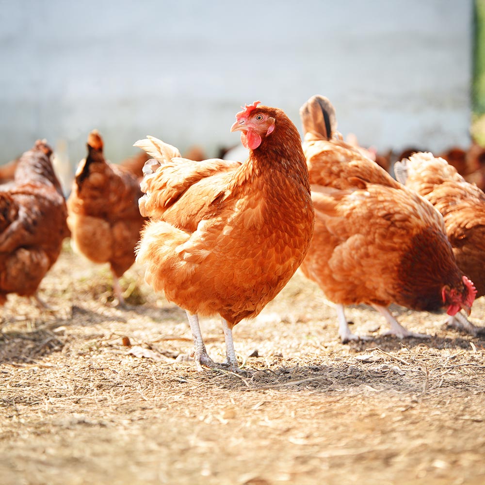 Raco Black Poultry Image 3