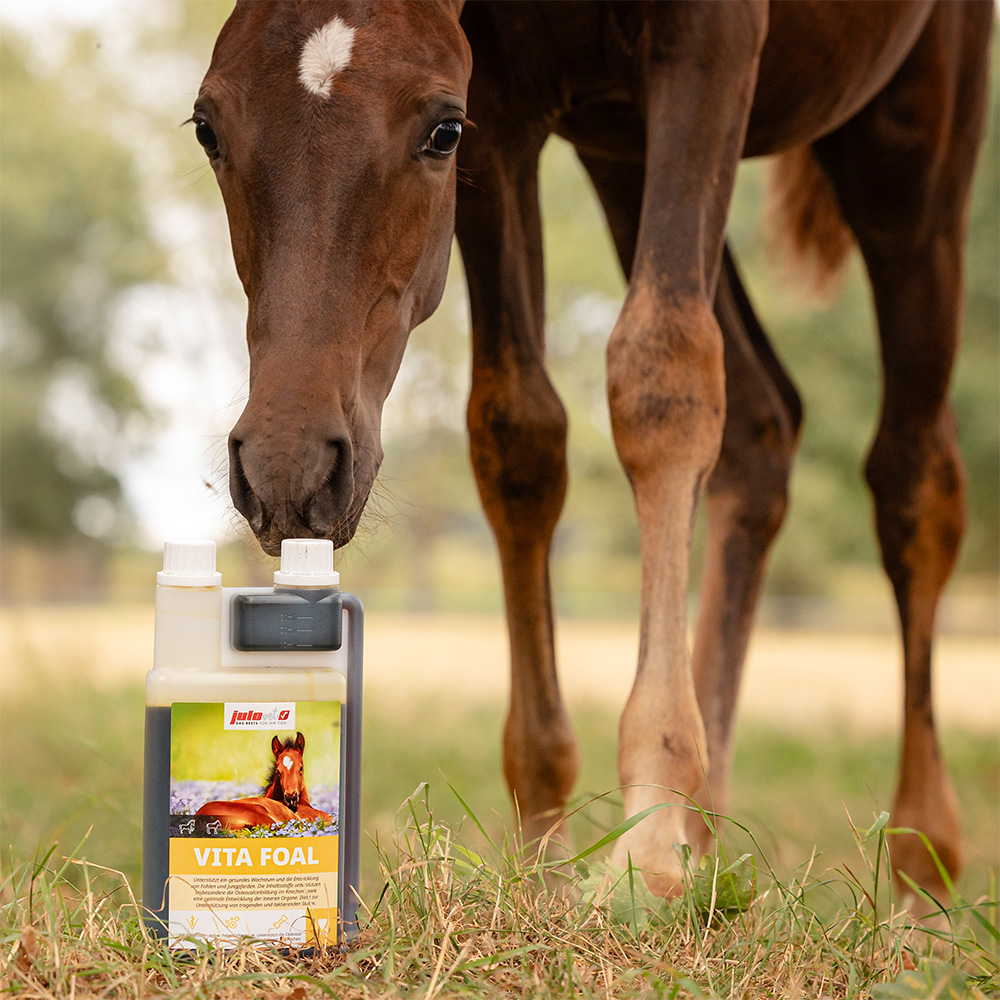Vita Foal Image 2