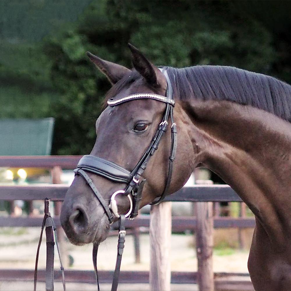 Performance Horse Image 4