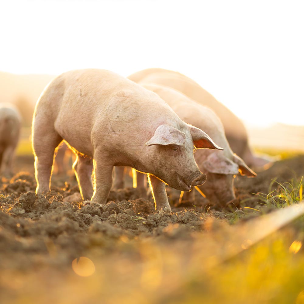 BIO-ArtiAid Image 5