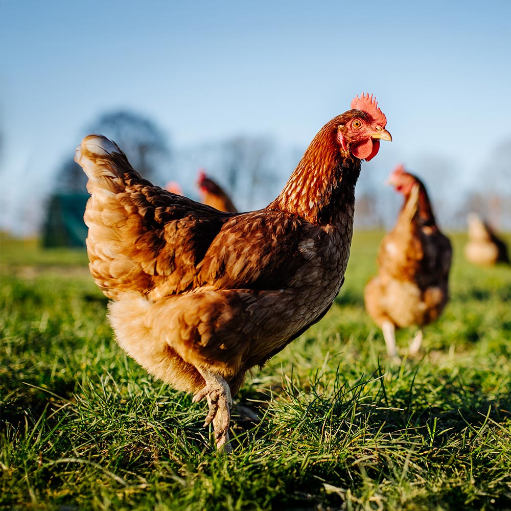 B Bronchial Komplex Image 2