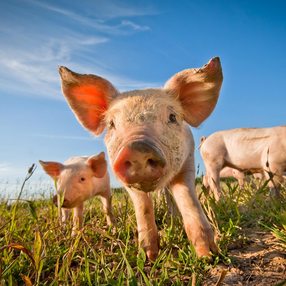 B Bronchial Komplex Image 3