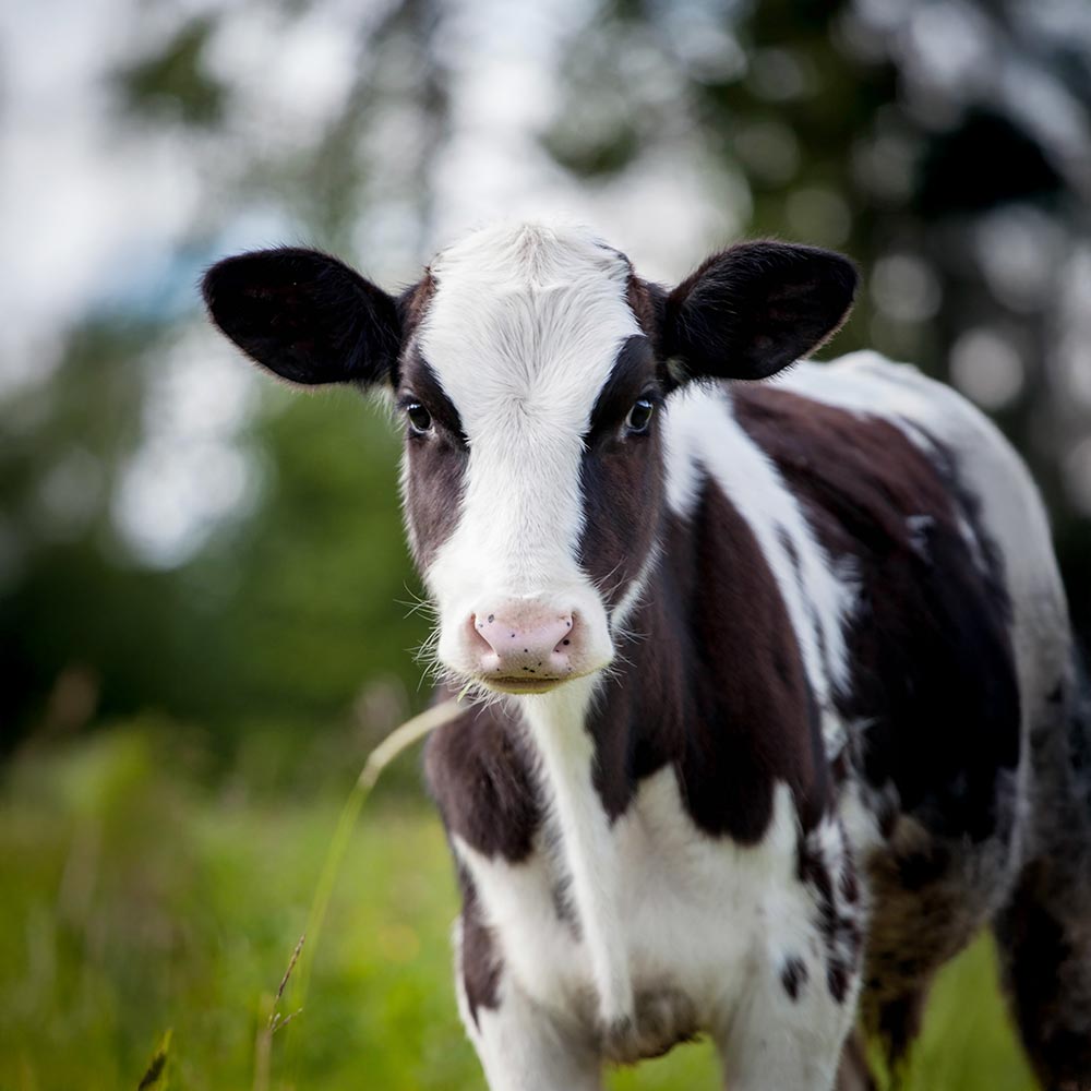 B Bronchial Komplex Image 4