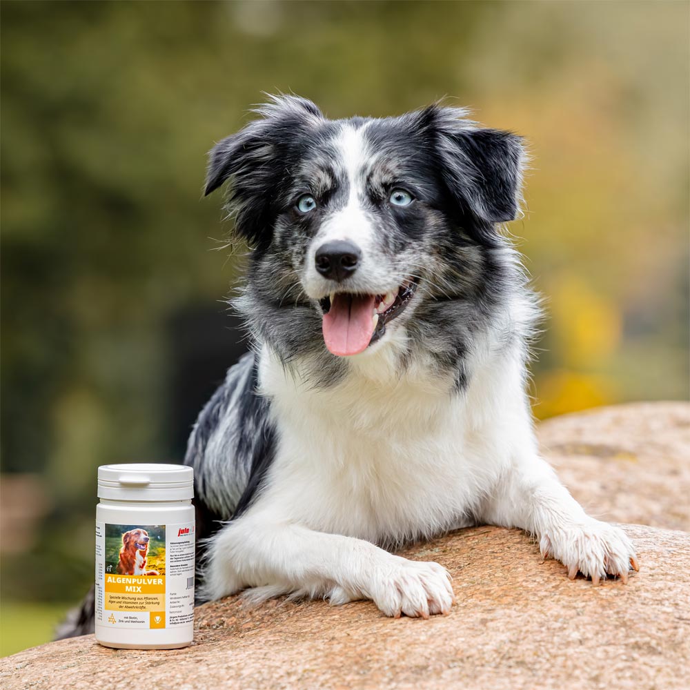 Algenpulver Mix Image 2