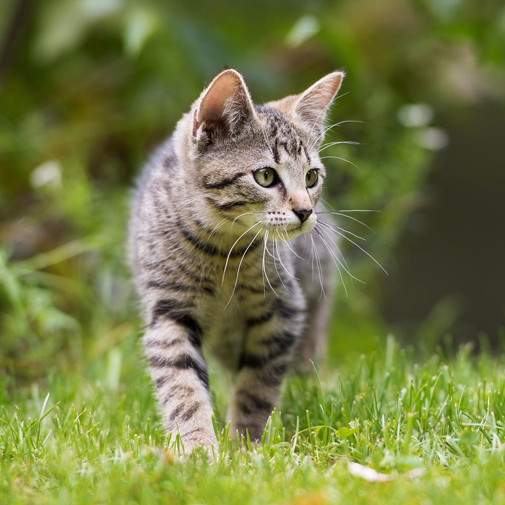 Cura Bones Cat Image 2